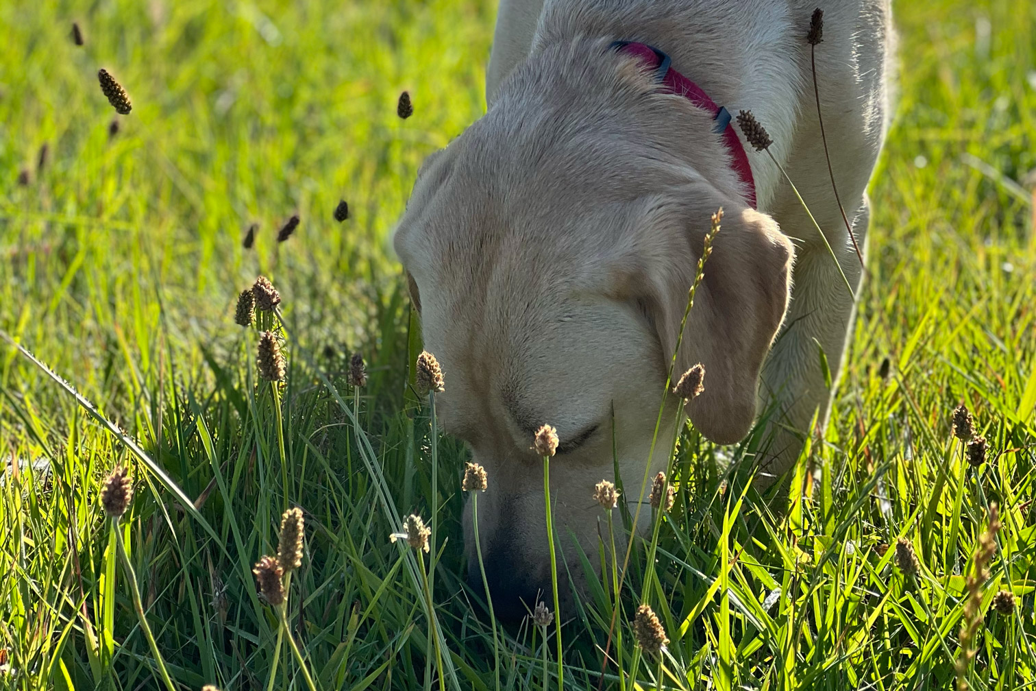Selvforkælelse Pasture Nøgle FILTERCAPS: umweltfreundliches Hundeshampoo (probiotisch) kaufen, 10,